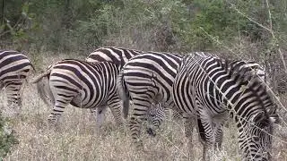 [PointFOOTAGE] Animals - Horses zebra herd walking back in Savanna - FS - 87716