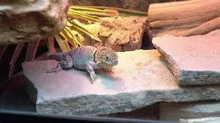 Stock Video - Collared lizard sucking in air to help break skin as it sheds