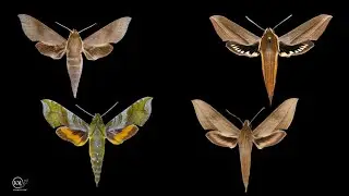 EXOTIC SPHINX MOTHS INVADING SOUTH FLORIDA