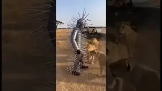 😬 Fight with lions #shorts #funny #facts