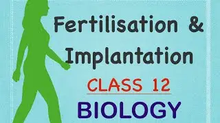 CLASS 12 Biology | Chapter 3 | Fertilisation & Implantation