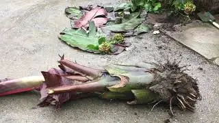 113.🌴🍌WYKOPKI 2020 zimowanie - Ensete ventricosum 'Maurelli' 15.5 miesięczny🍌13.10.2020🍌🌴