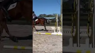 getting left behind 💀 #horseenthusiast #horsingaround #horsefan #horseshowlife  #horse #horsehaven