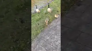 Canada Goose attack (very frightening)