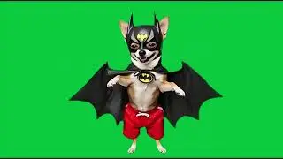 Le chiwawa d&eacute;guis&eacute; en Batman 4k Green Screen