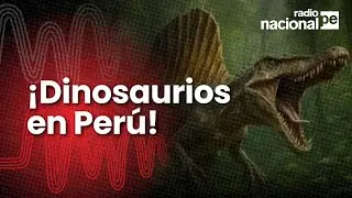 Spinosaurus tooth found in the Amazon: the species lived in Peru 66 million years ago.