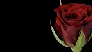 Happy Mother's Day | Original Song | Kurt Shore