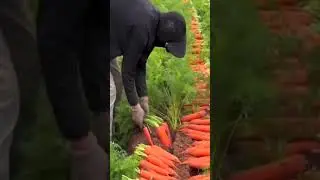Carrot harvest! #carrots #carrot #vegetablespecial #harvest #farminglife #farmingtiktok