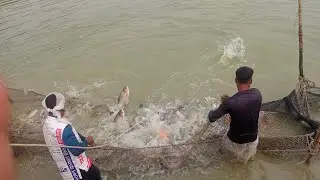 Fishing Ancient Fishing Techniques: Harvesting Giant Catfish, Hunting Wild Fish | Nguyet Fishing