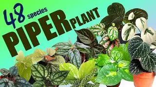 49 ВИДОВ РАСТЕНИЙ ИЗ РОДА ДУРЫ | ИСТОРИИ О ТРАВАХ