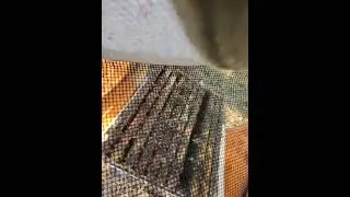 POV Beekeeping 👓 | Savanna Apiary | Strong Brood & Calm Bees During MAQ Swap 🐝