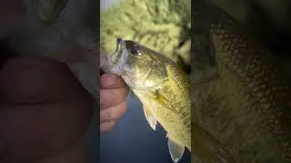Hard Strikes and Big Bass! 💥🎣 #BassFishing #BigBass #LargemouthBass #BassFishingPortugal