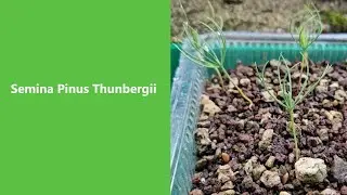 Bonsai da seme. Semina Pinus thunbergii anno 2024.