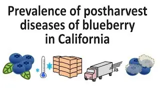 #003 Prevalence of postharvest diseases of blueberry in California