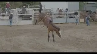 canadian made bucking horses 1
