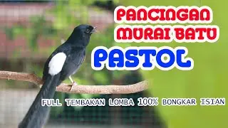PANCINGAN MURAI BATU GACOR BONGKAR EMOSI, 100% HITUNGAN DETIK LANGSUNG NYAUT