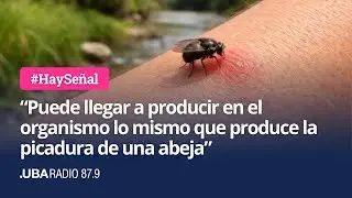 Alerta por invasi&oacute;n de Barig&uuml;&iacute;: la mosca que muerde y lastima la piel
