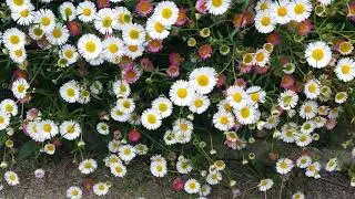 Erigeron Fleabane Flowers.