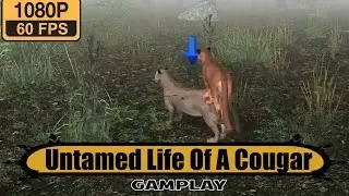 Untamed Life Of A Cougar gameplay walkthrough