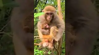 Monkey #monkeysocut#doremon #monkeysocute#monkeylove #monkeyseemonkeydo #monkeys