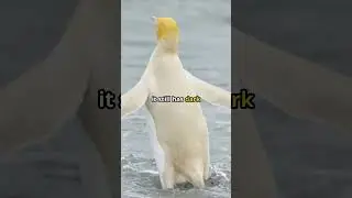 Ultra Rare Golden Penguin Spotted in The Wild! 🤯🐧