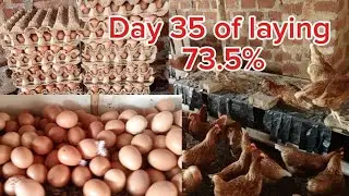 Finally New changes in the farm to improve on my egg production 😄