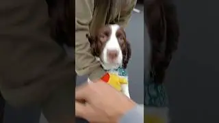 MEET BEN AND JERRY, ENGLISH SPRINGERS. 2 YRS OLD.