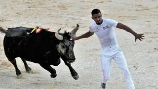 Une course de tauraux divertissant 