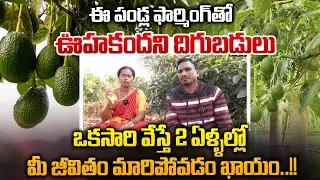 Unexpected Yields With Avocado Fruit Farming | Avani Farms | Rythanna Nestam