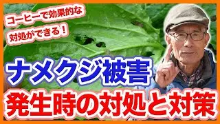 家庭菜園や農園の秋冬野菜栽培でナメクジ被害対策！コーヒーで忌避する方法と秋冬野菜の育て方！【農家直伝】