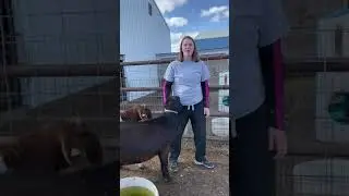 4-H Dairy Goat Project