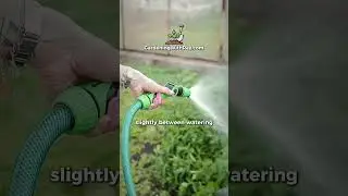 💧 Why Overwatering Kills Healthy Plants #gardening #gardeningtips #garden #growyourownfood