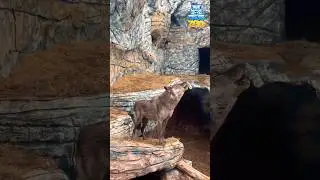 🐺 ➕❤️ С волками жить&hellip; Bo&lsquo;rilar bilan yashasangiz&hellip; #tashkentzoo #wolf #zoopedia