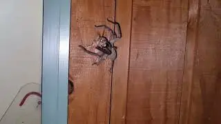 Huntsman Spider caught a giant moth.