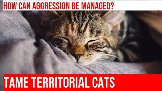 Dealing with Territorial Aggression in Cats: Tips & Tricks