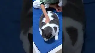 Cute animals compilation | #cuteanimals #cuteanimemoments #cuteanimalscompilation #shorts