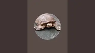Dharma Yoga is live