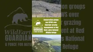 New lawsuit to protect Montana's wildlife