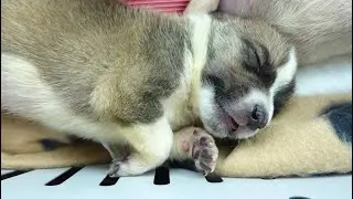 Newborn Puppy Abandoned in a Bag. Bernie's Life One Year Later | Howl Of A Dog
