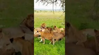 Lions Gathering #animalkingdom #lionnation #lion #wildlifeusa #usaanimals