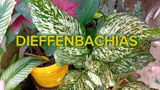 TOUR PELAS DIEFFENBACHIAS