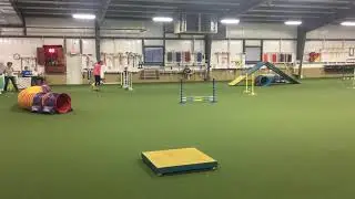Coop, CPE Dog Agility, Full House, Level 1