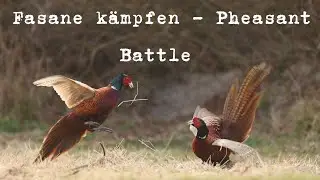 Fasane im Kampf &ndash; Ein faszinierendes Naturereignis
