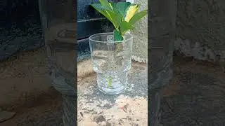 Quebra Demanda