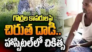 Leopard Attacks Flock Of Sheep And Shepherd In Mahabubnagar I TS NEWS I
