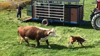 Kosläpp på Härbjöneröd / Cow release at Härbjöneröd