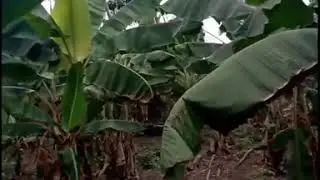 Plantain farming in Nigeria