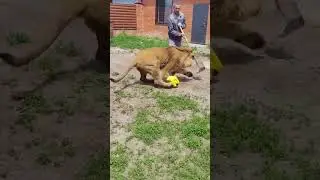 #цитатыосмысле #цитатыпрожизнь #lion #сильныесловасосмыслом #любовь #цитатыизкниг #love #life