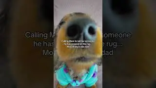 Dad needs potty training 😐💩 #dogshorts #funnydogs #petshorts #doghumour #shorts