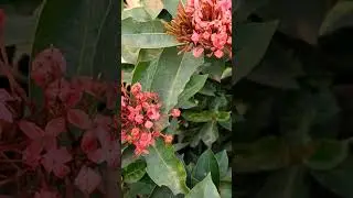 pink ixora flower, rangan ful